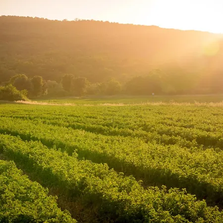 Farm stay Tenuta Il Cicalino Massa Marittima